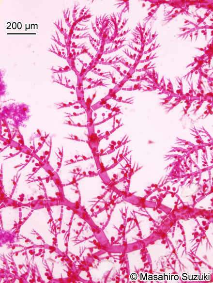 ヨツガサネ Pterothamnion yezoense